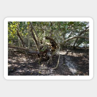 Mangrove Trail Sticker